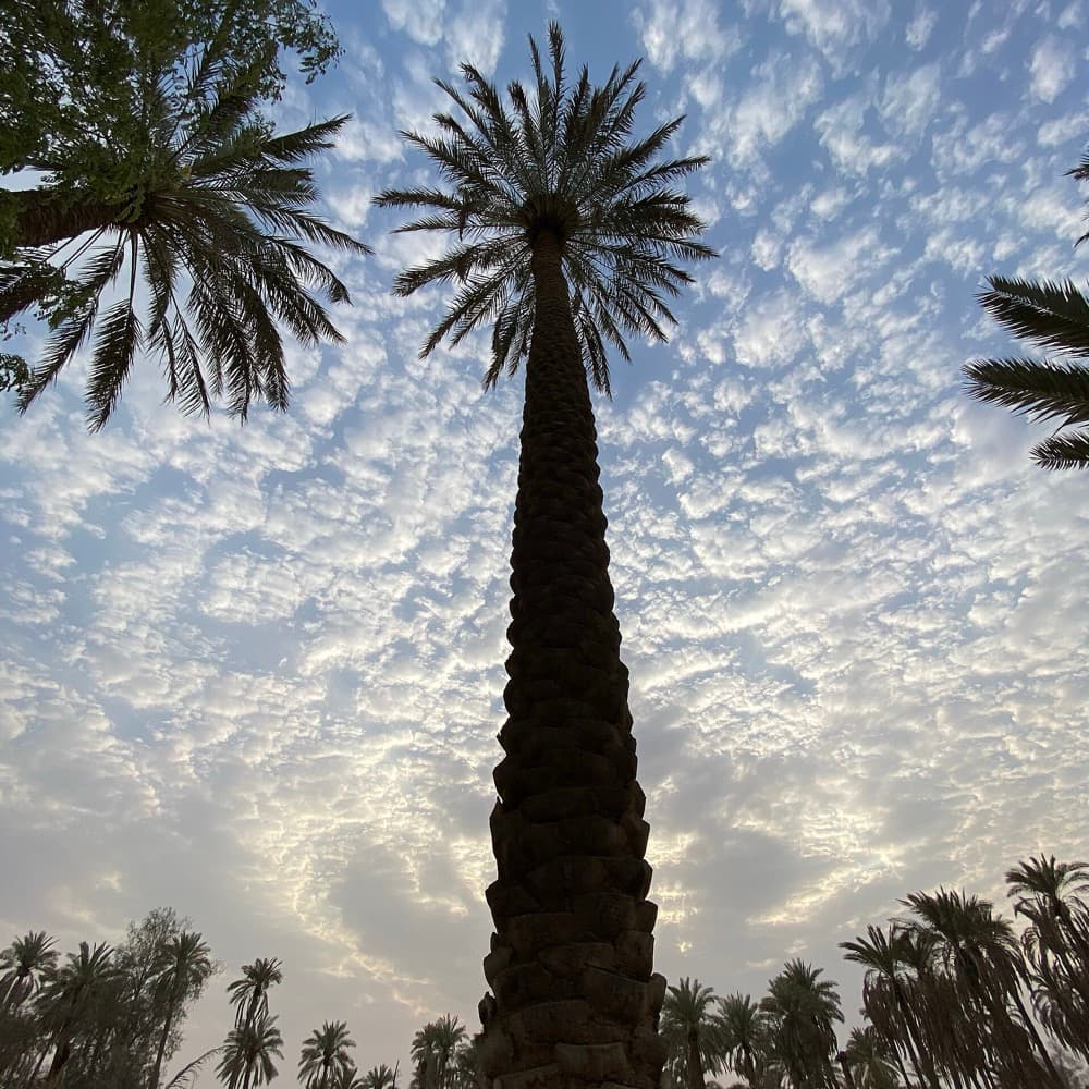 A tall date palm in a Madinah garden against a golden evening sky.